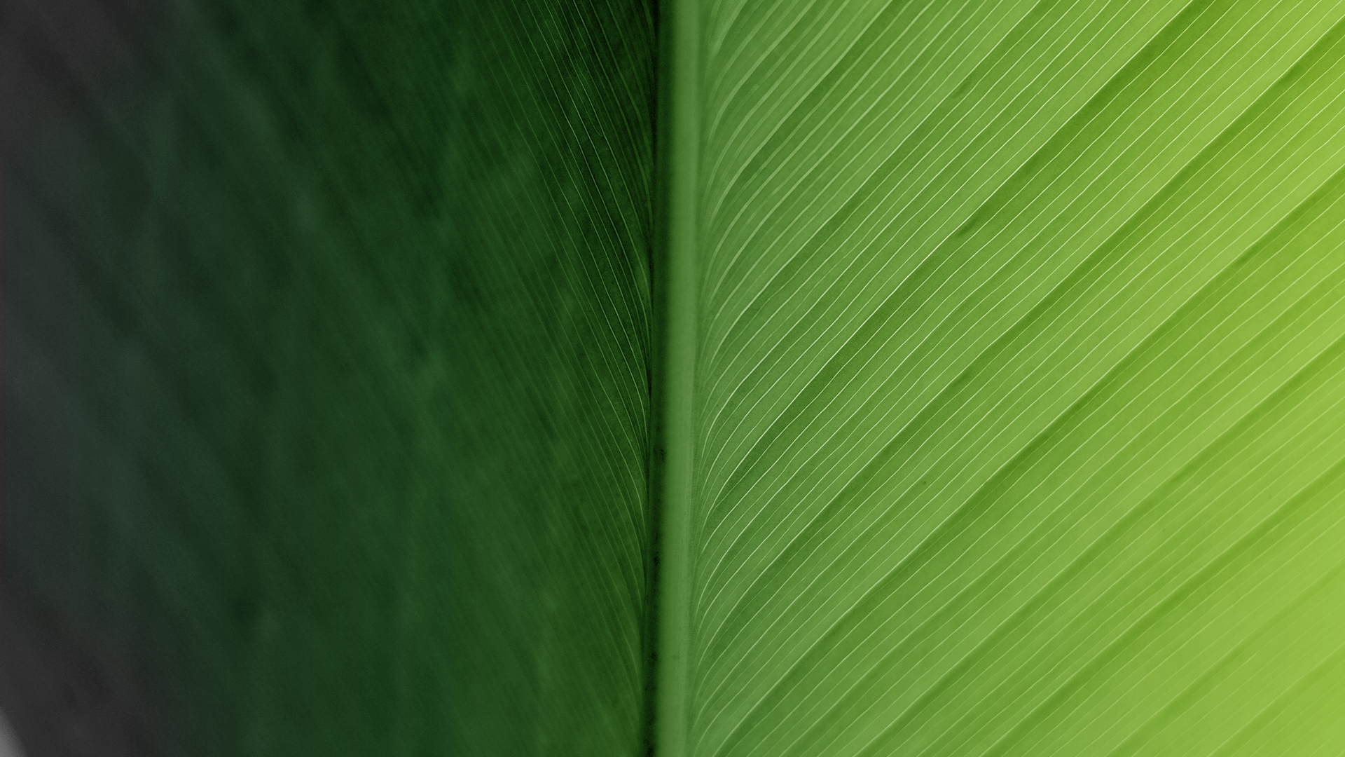 A vibrant green gradient background image, symbolizing Dismartek’s Technology and Design solutions from Colombia and LATAM, as innovative solutions from emerging markets. The gradient transitions from a deep, dark green on the left to a lighter, more vibrant green on the right. This abstract representation could evoke themes of growth, progression, and forward-thinking.